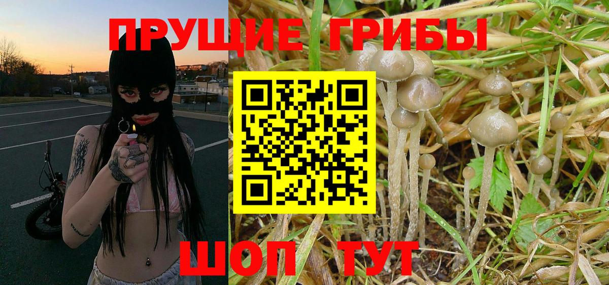 Галлюциногенные грибы Cubensis  Вход с VPN  Губаха 